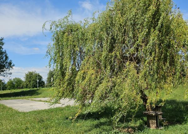 Prenájom 3 izbového bytu Trenčín, Sihoť-Švermova+PARKOVISKO